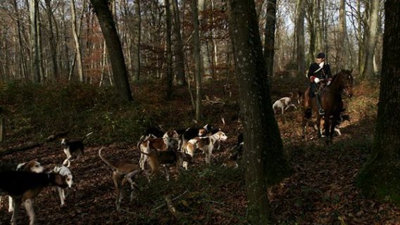 Un cavalier en tenue de chasse à courre avec la meute des chiens sur un chemin forestier.