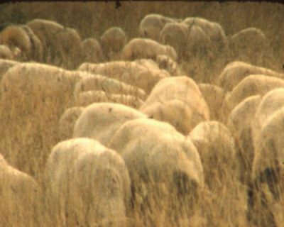 Un troupeau de vaches dans un pré.