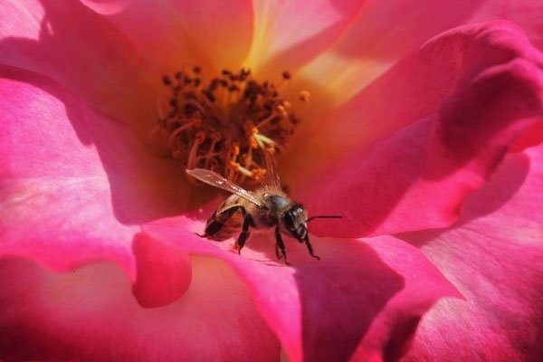 Abeille sur une fleur