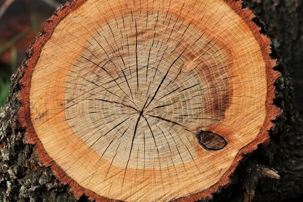 Photo d'un tronc d'arbre