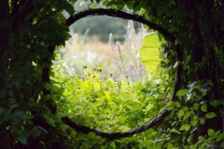 Vue sur des feuilles et des fleurs