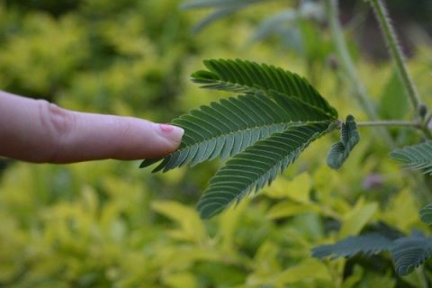 Close up sur une feuille qu'on touche