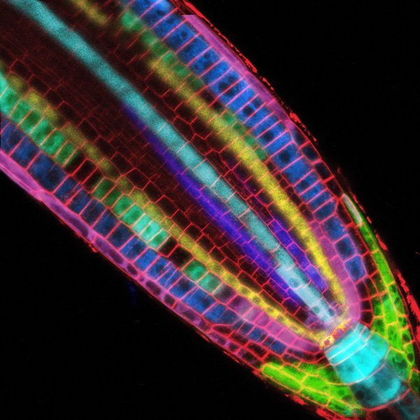 Montage de clichés de microscopie confocale montrant une pointe racinaire d'arabette des dames, "Arabidopsis thaliana".