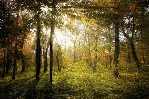 photo d'une forêt